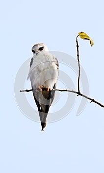 Black shouldered kite