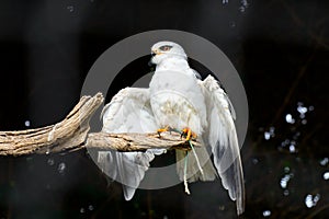 Black-shouldered Kite