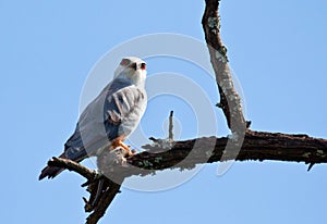 Black Shouldered Kite