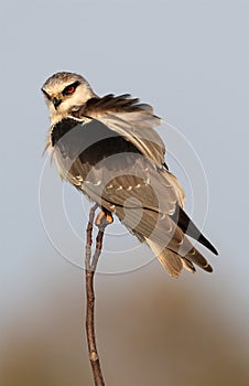 Black shouldered kite