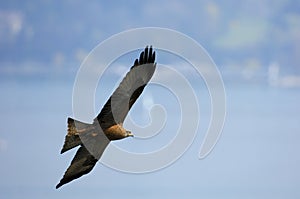 Black-Shouldered Kite