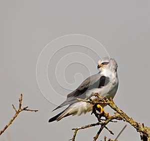 Black-shouldered Kite