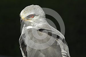 Black-shouldered kite
