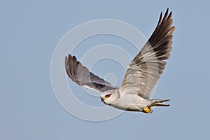 Black Shouldered Kite