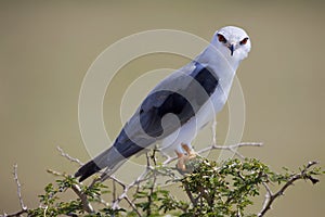 Black-shouldered Kite