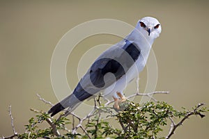 Black-shouldered Kite photo