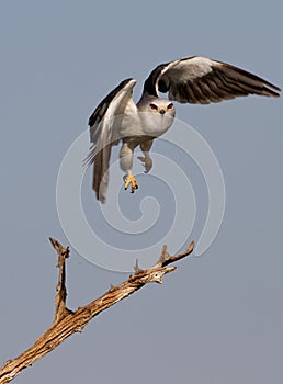 Black shouldered Kite