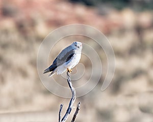 Black-shouldered Kite