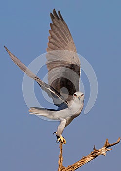 Black Shouldered Kite