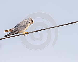 A black Shouldered Kite