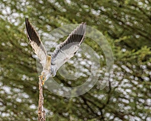 A Black Shouldered Kite