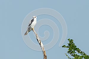 Black-shouldered Kite