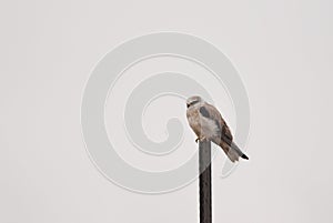 Black-shouldered Kite