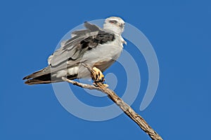 Black-shouldered kite