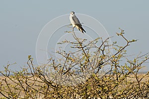 Black Shouldered Kite