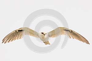 Black Shouldered Kite in Australia