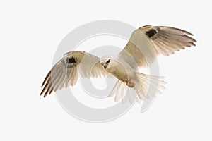 Black Shouldered Kite in Australia