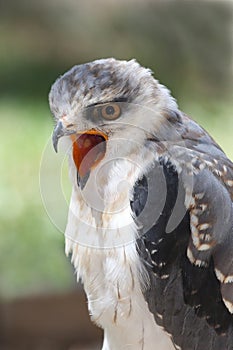 Black-shouldered Kite Bird