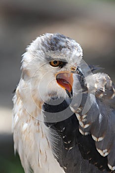 Black-shouldered Kite Bird photo