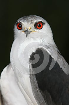 Black-Shouldered Kite Bird photo