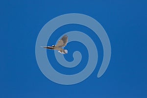 Black-shouldered kite or black-winged kite flying around in a blue sky