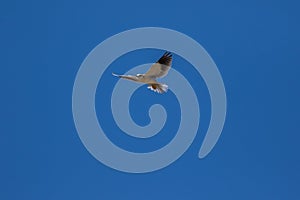 Black-shouldered kite or black-winged kite flying around in a blue sky