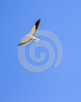 Black shouldered kite or black winged kite with full wingspan in flight at forest of central india - Elanus axillaris