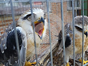 Black shouldered kite in cage