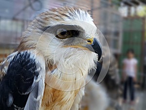 Black shouldered kite in cage