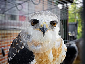 Black shouldered kite in cage