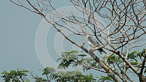 Black Shouldered Kite Eagle 02