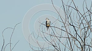 Black Shouldered Kite Eagle 03