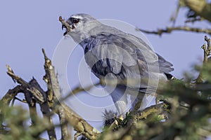 Black-shouldered Kite eating Rat leg