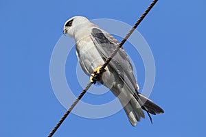 The black-shouldered kite Elanus axillaris