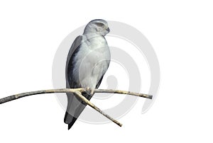 Black-shouldered kite, Elanus axillaris