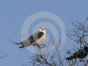 Black-shouldered kite ,Elanus axillaris