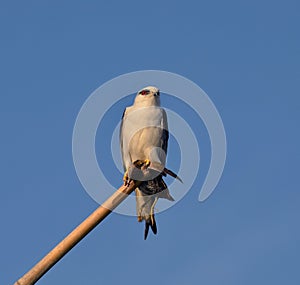 Black-shouldered Kite (Elanus axillaris)