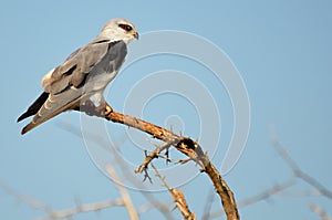 Black-shouldered Kite (Elanus axillaris)