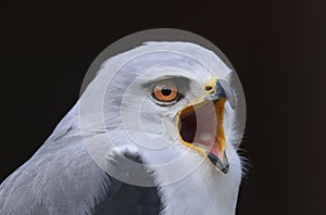 Black shouldered kite Elanus axillaris bird of prey