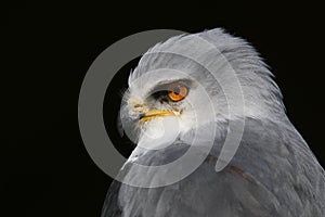 Black shouldered kite Elanus axillaris bird of prey photo