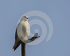 Black Shouldered Kite (Elanus Caeruleus)