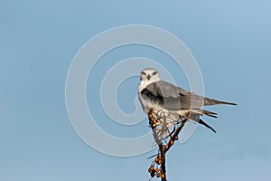 Black-shouldered kite Elanus caeruleus perched in a tree