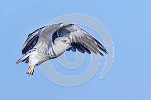 Black-shouldered Kite in flight photo