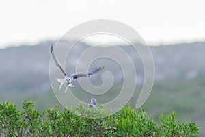 Black Shouldered Kite flying at speed