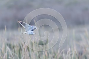 Black Shouldered Kite flying at speed