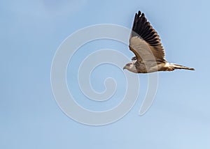 Black Shouldered Kite flying wings up