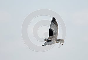 Black-shouldered Kite, Grijze Wouw, Elanus caeruleus