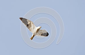 Black-shouldered Kite, Grijze Wouw, Elanus caeruleus