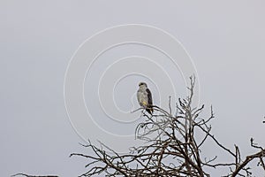 Black-shouldered Kite high up in a tree