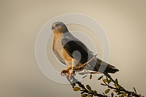 Black-shouldered kite on leafy branch facing left